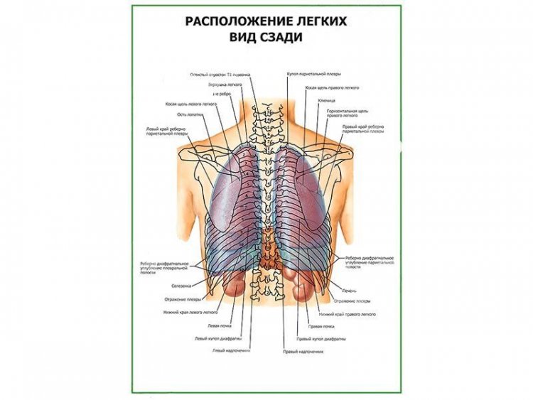 Легкие фото где находятся у человека сзади и спереди