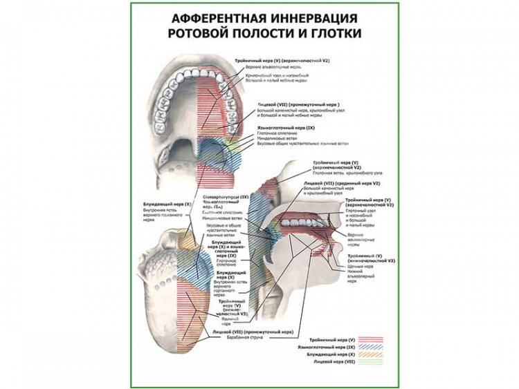Иннервация языка анатомия схема