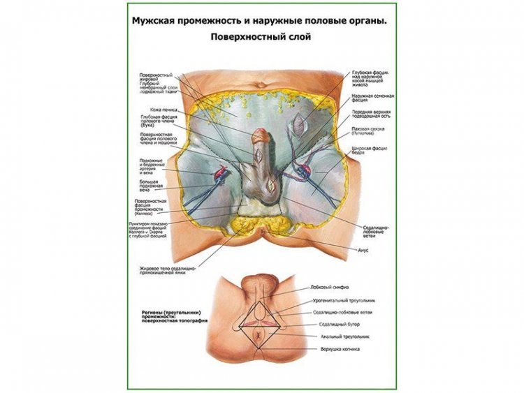 Мужская промежность, наружные половые органы, поверхностный слой плакат глянцевый А1/А2