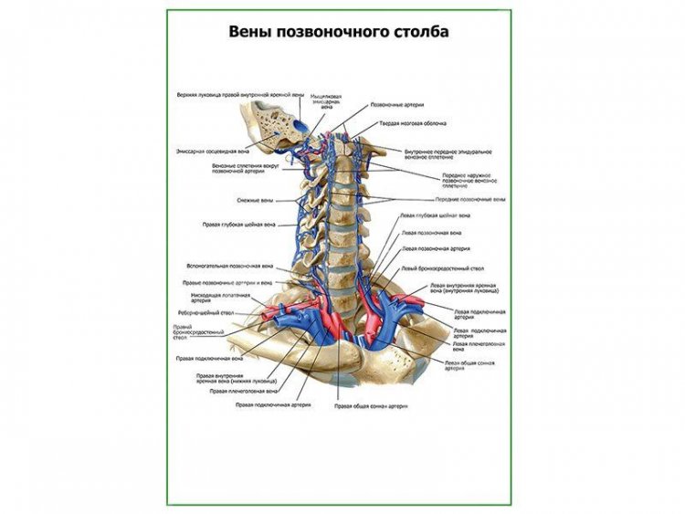 Кровоснабжение позвоночника Інтернет-видання "Новини медицини та фармації"