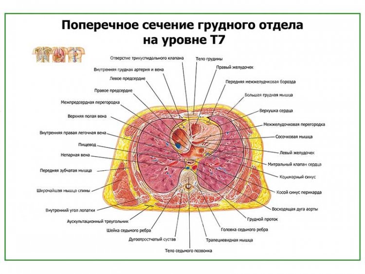 Поперечный распил грудной полости схема