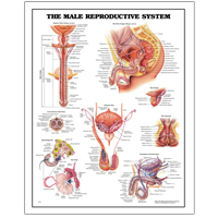 Репродуктивная (половая) система
